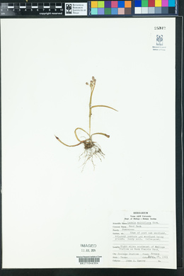 Luzula multiflora image