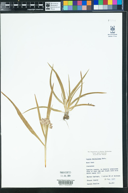 Luzula multiflora image