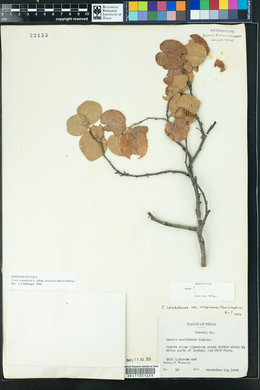 Cercis canadensis var. mexicana image