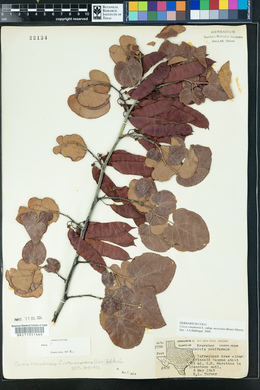 Cercis canadensis var. mexicana image