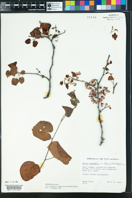 Cercis canadensis var. mexicana image