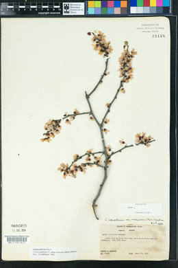 Cercis canadensis var. mexicana image