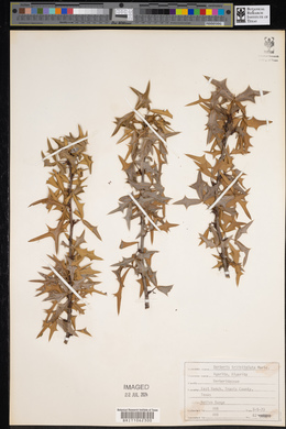 Mahonia trifoliata image