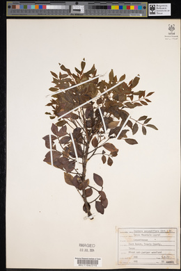 Dermatophyllum secundiflorum image