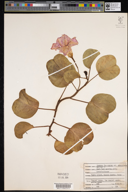 Ipomoea pes-caprae var. emarginata image