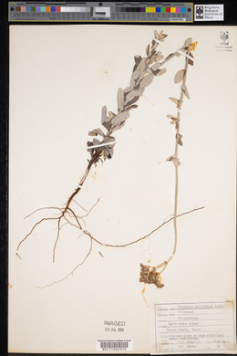 Eriogonum multiflorum image