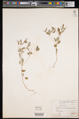 Croton monanthogynus image