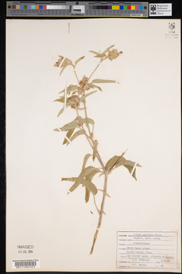 Croton capitatus image