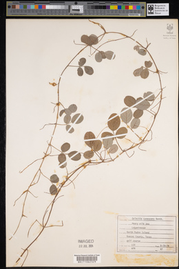 Galactia canescens image