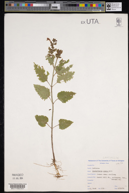 Scutellaria ovata image