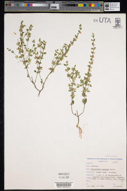 Scutellaria resinosa image