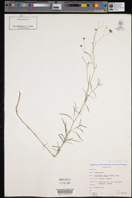Palafoxia rosea image