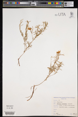 Oenothera linifolia image