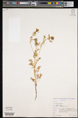 Adonis annua image