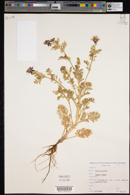 Adonis annua image