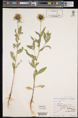 Rudbeckia hirta var. pulcherrima image