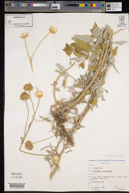 Verbesina encelioides image