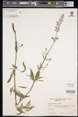 Salvia farinacea image