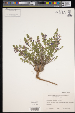 Scutellaria resinosa image