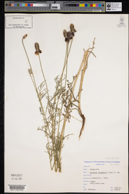 Ratibida columnifera image