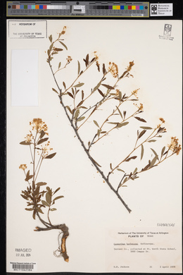 Ceanothus herbaceus image