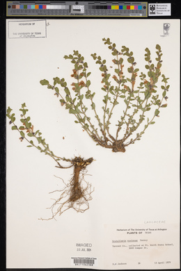 Scutellaria resinosa image