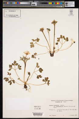 Anemone berlandieri image