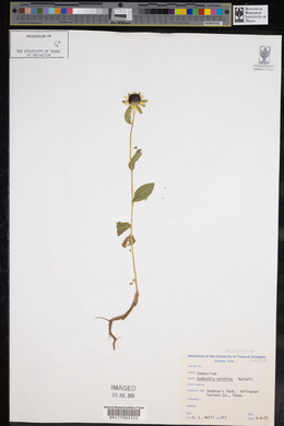 Rudbeckia hirta var. pulcherrima image