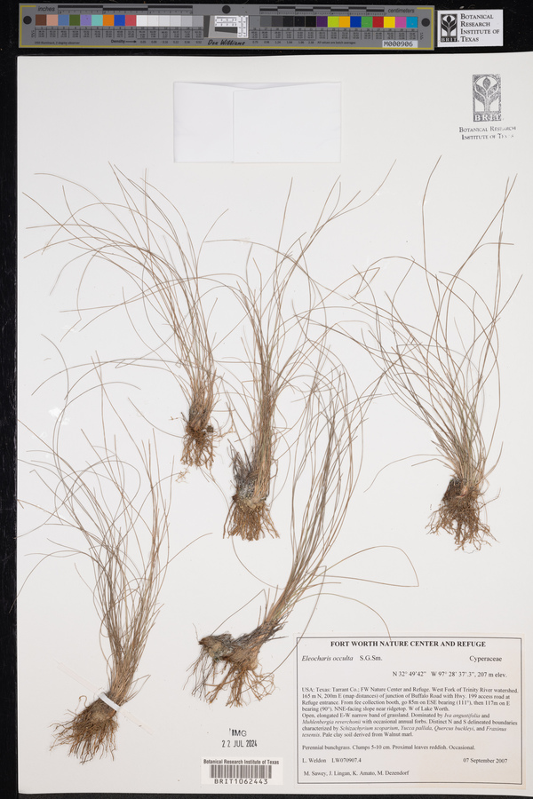 Eleocharis occulata image