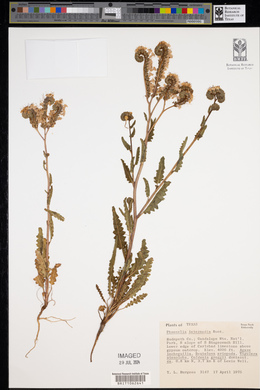 Phacelia intermedia image