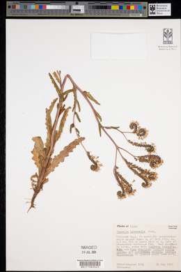 Phacelia intermedia image