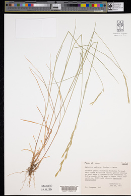 Pseudoroegneria spicata image