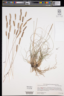 Bouteloua pectinata image