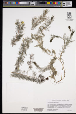 Myriophyllum spicatum image