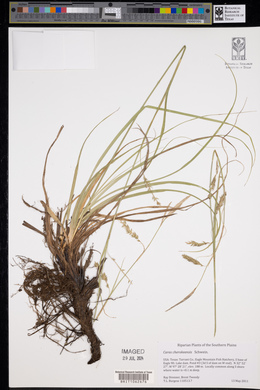 Carex cherokeensis image