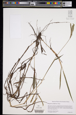 Paspalum pubiflorum image