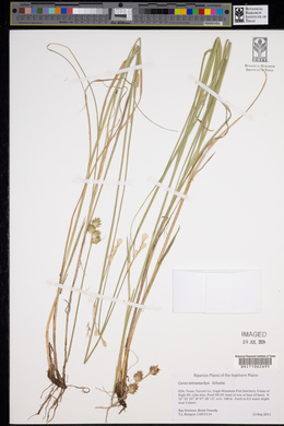 Carex tetrastachya image