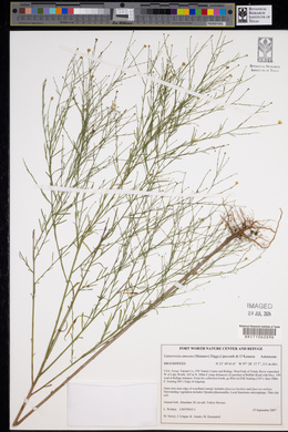 Amphiachyris amoenum image