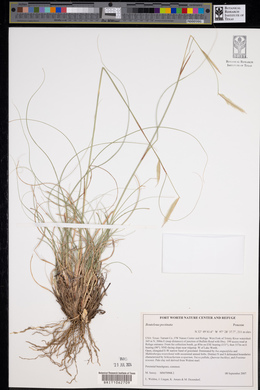 Bouteloua pectinata image