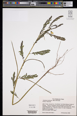 Sesbania herbacea image