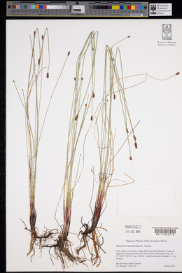 Eleocharis montevidensis image