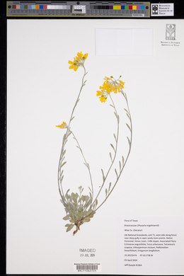 Physaria engelmannii image