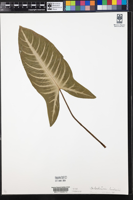 Caladium lindenii image