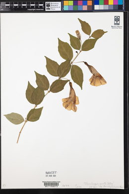 Thunbergia erecta image