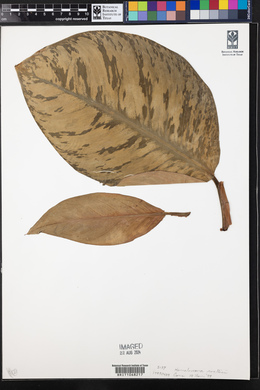 Homalomena wallisii image