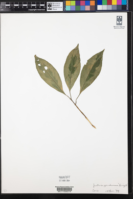 Justicia gendarussa image