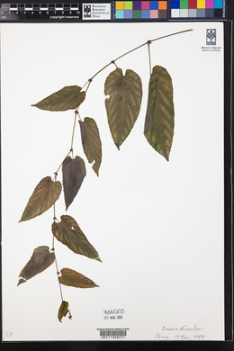Cissus javana image