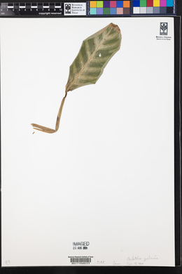 Calathea zebrina image
