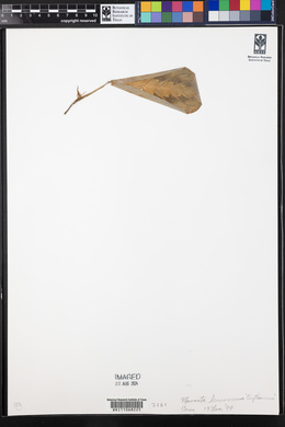 Maranta leuconeura image