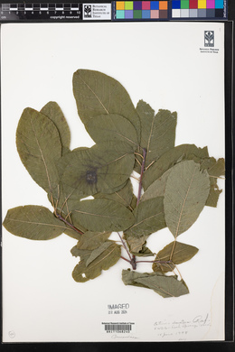 Cotinus obovatus image